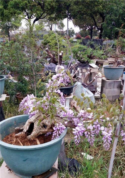 紫藤树桩养殖的技巧与方法（打造美丽花园的秘密武器——紫藤树桩养殖指南）