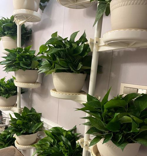 探秘绿萝植物