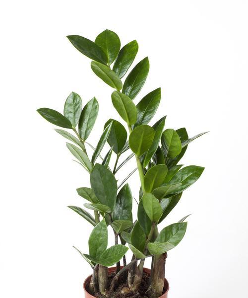 金钱树的养殖技巧与价值探索（种植金钱树，让财富生长起来）