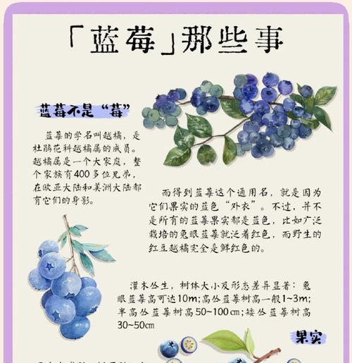 如何实现大规模种植蓝莓（科学方法、优质品种与环境要素的关键）