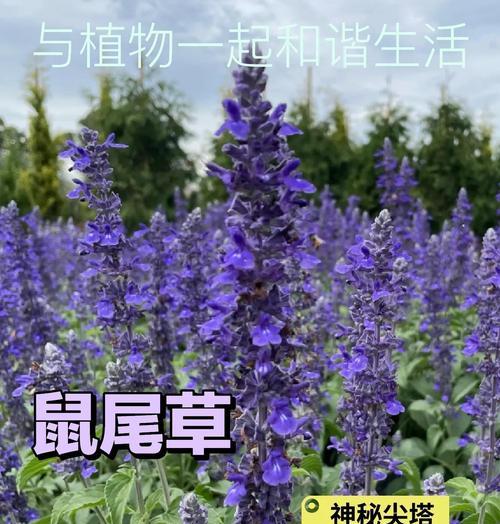 如何正确修剪鼠尾掌（掌握鼠尾掌修剪技巧，让你的植物更加健康美观）