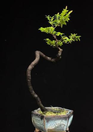 黑骨茶盆景的养护指南（打造优美盆景的关键技巧）