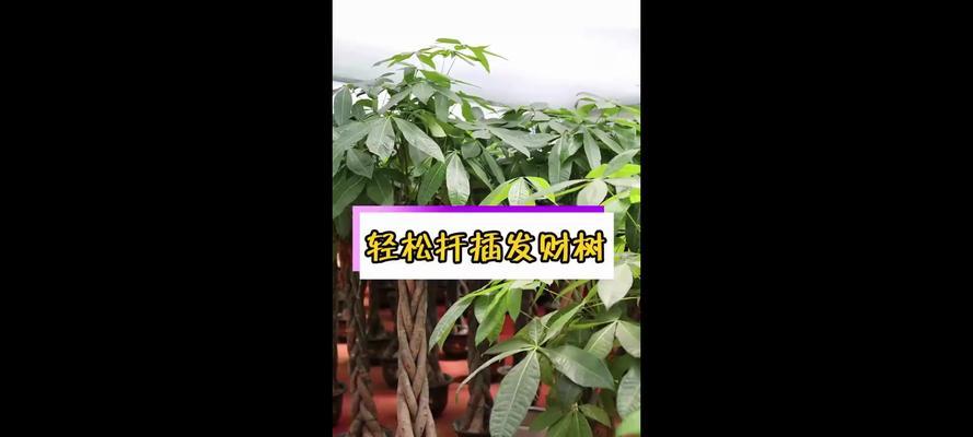 发财树插好看的技巧与方法（让你的发财树焕发生机，助你旺财招福）