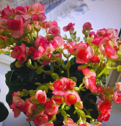 丽格海棠花叶子修剪的技巧与方法（打造美丽的丽格海棠花叶子，掌握正确修剪方法）