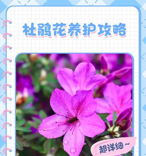 如何正确养护杜鹃花（杜鹃花养护要点，让你的花朵盛开绚丽多彩）