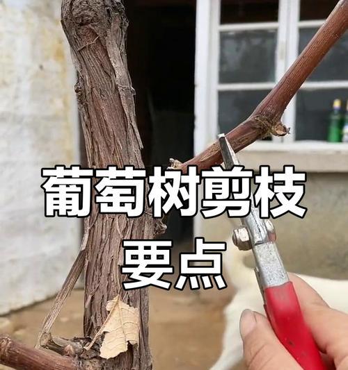 葡萄的修剪技巧——正确的扳枝方法（掌握葡萄扳枝的关键，轻松打造健康果树）