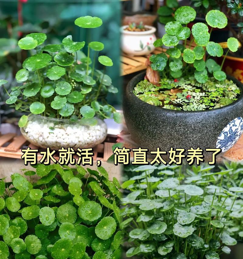 轻松养殖铜钱草，打造爆盆美景（掌握关键诀窍，让你的铜钱草成为花园亮点）