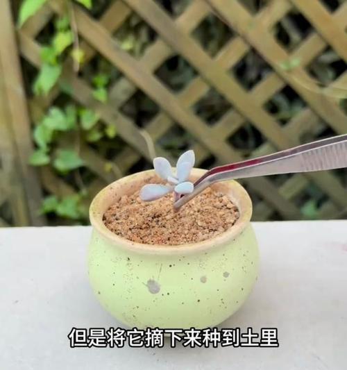 多肉植物侧芽管理技巧（培育多肉植物侧芽的方法及注意事项）