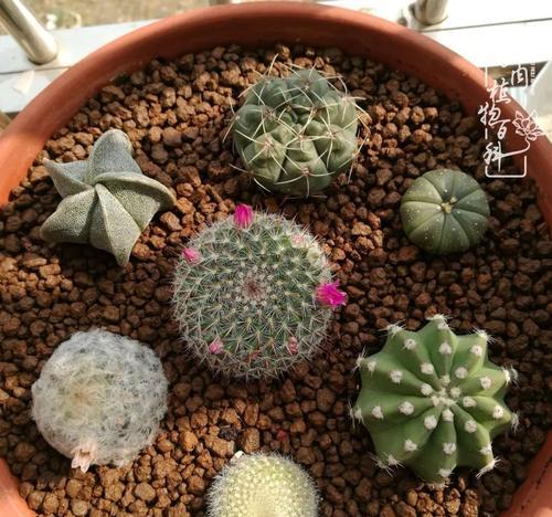 长生草的全面养殖指南（从种植到收成，让你轻松掌握长生草的养殖技巧）