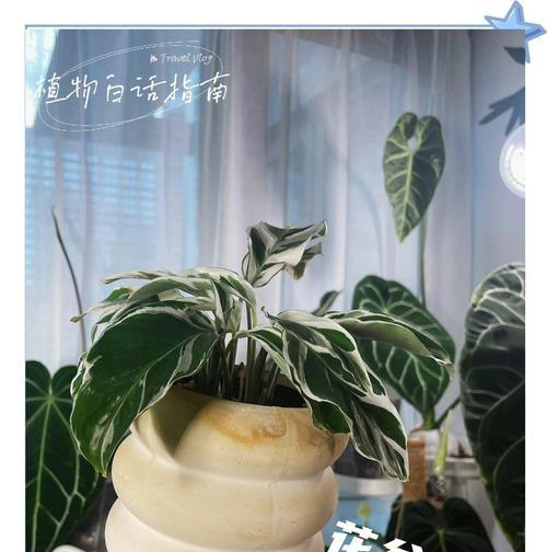 碰碰香花盆的选择与养护指南（如何选购适合自己的碰碰香花盆？——从外观到品质全面解析）