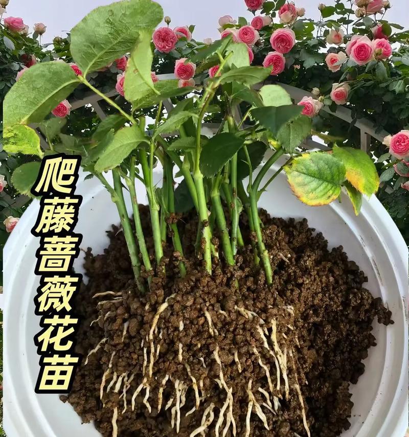 蔷薇种子发芽时间及方法（掌握蔷薇种子发芽的关键步骤）