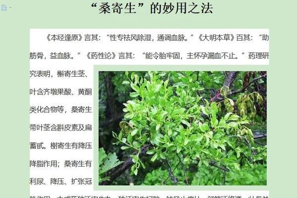 如何有效治疗扶桑花叶子上的虫害？