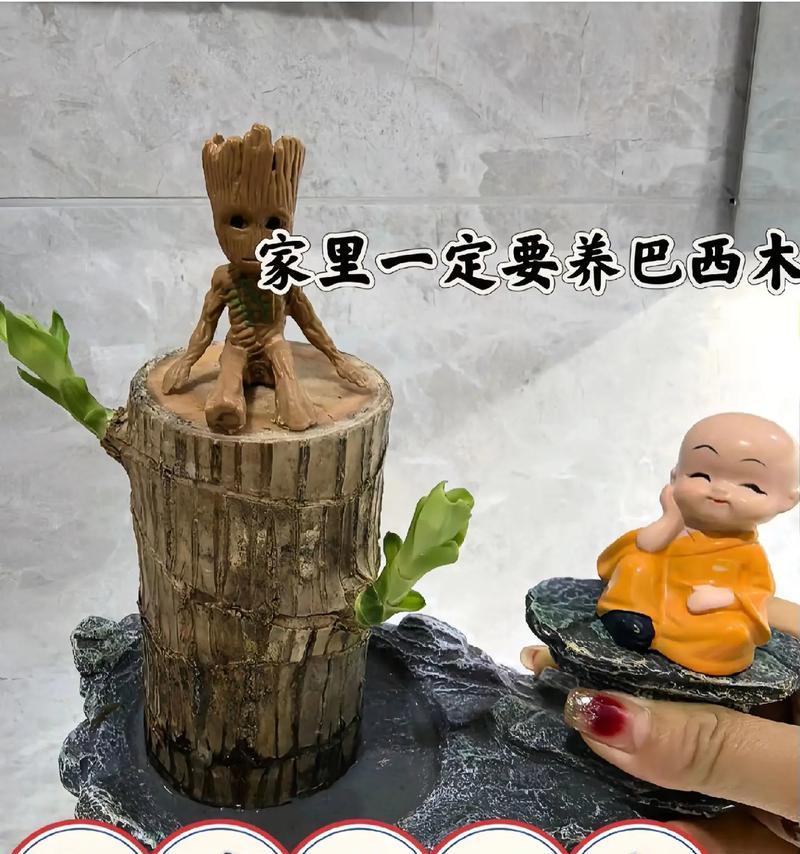 以巴西木怎么催叶？（技巧、方法与注意事项）