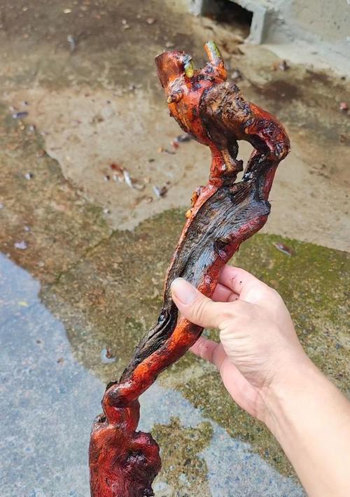 山木香的最佳挖掘时间（掌握最佳挖掘时间，让山木香更加繁荣生长）