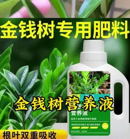 如何防止金钱树叶子发黄变黑脱落（金钱树护理技巧，轻松解决叶子问题）