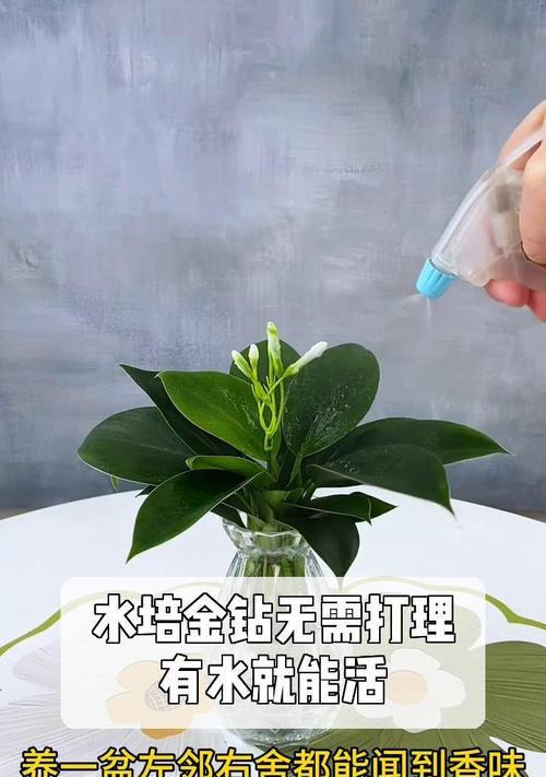 大叶金钻水培养殖技巧大揭秘（打造绿意盎然的室内花园，以大叶金钻水培为主角）