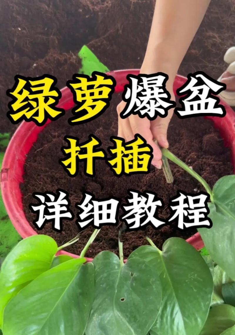 如何给高挂的绿萝浇水（高空绿萝养护方法与技巧）