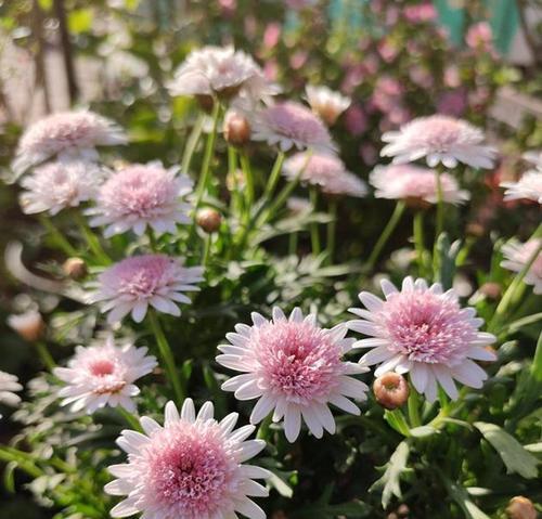 冬天养玛格丽特的完美指南（寒冷季节中如何照顾你的玛格丽特植物）