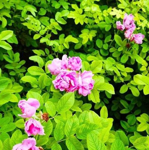 秋季开花的花卉大揭秘（15种令人惊艳的秋季开花花卉）