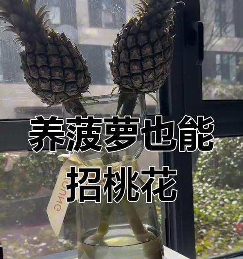 如何正确养护菠萝植物（菠萝种植与养护技巧大揭秘）