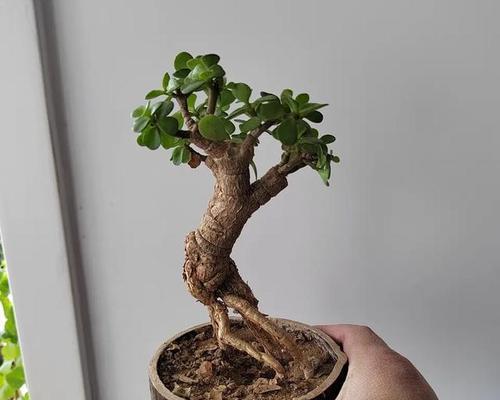 如何将三叶草养成老桩造型？（技巧与步骤详解，让您的三叶草成为花园焦点）
