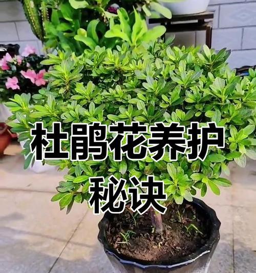 断根的杜鹃花如何养护（杜鹃花断根怎么救活，从栽培到养护全指南）