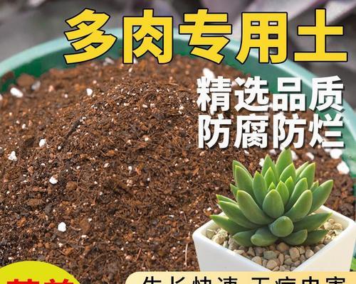 多肉叶片异常松软的原因及解决方法（多肉叶片松软可能是由水分过多、光照不足等因素导致的）