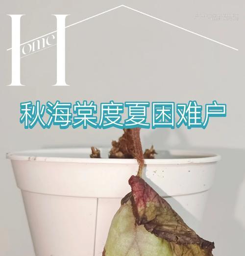 秋海棠叶边腐烂的原因及应对措施（探究秋海棠叶边腐烂的根本问题，提供有效的预防与治理方法）