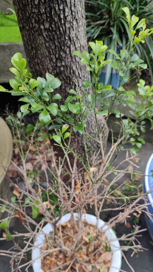 米兰花叶子为何会发黑？（探究米兰花叶子发黑的原因及应对方法）
