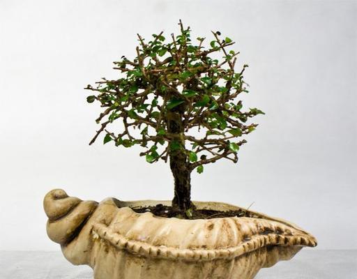 山茶树在室内养护的全攻略（了解适宜条件，创造室内山茶花的优美空间）