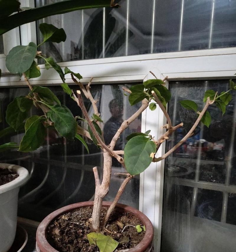 解决三角梅不开花的方法（让你的三角梅绽放美丽的花朵）