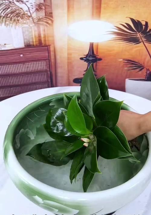 绿植浇可乐？小心你的植物活不长！（一时新鲜好玩，长远损害不可承受）