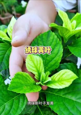 绣球花叶子发黄的原因及解决方法（探究绣球花叶子发黄的原因，提供有效的解决方法）