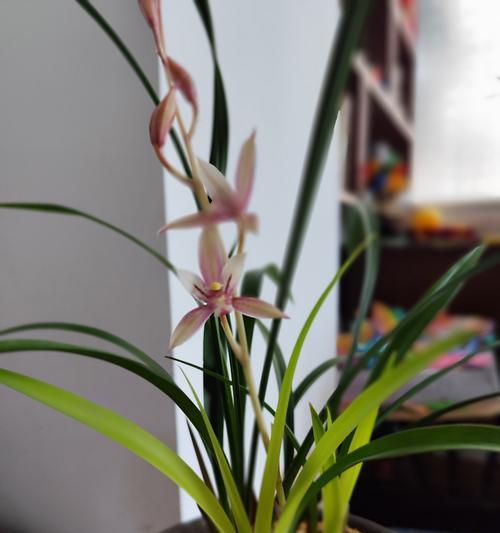 建兰不开花的原因分析（探究建兰不开花的因素和对策）