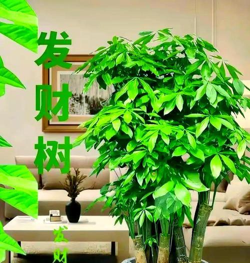 吉祥木绿植的养护指南（助你打造室内绿色家园，提升生活质量）