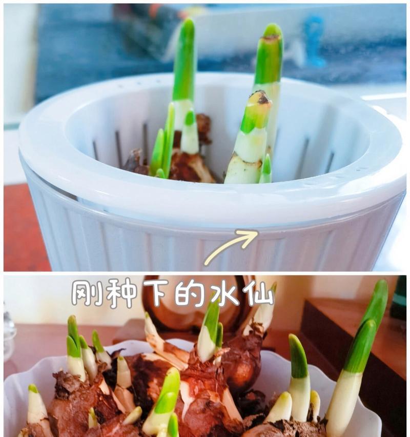 水仙光长叶不开花的原因与解决方法（水仙光长叶不开花的补救措施一览）