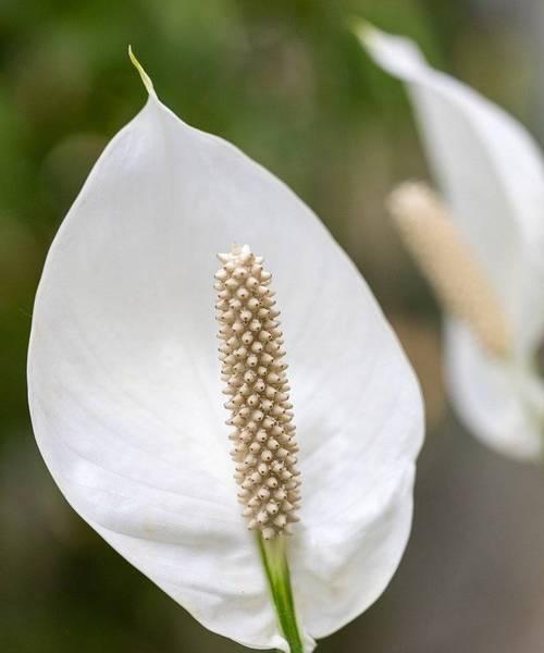 马蹄怎么开花（揭秘马蹄开花的奥秘）