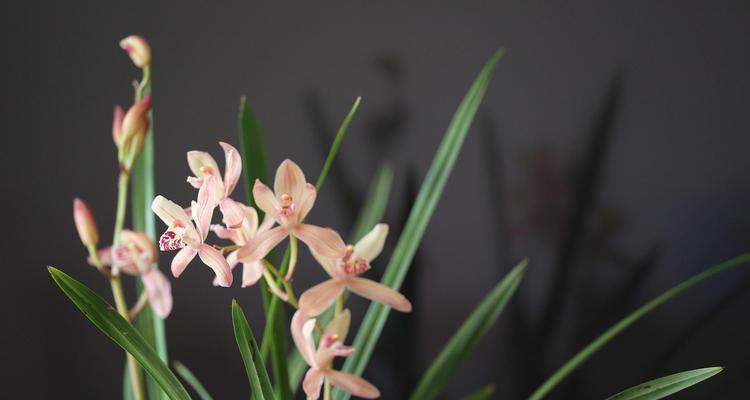 水培兰花（用水培方式种植兰花，打造独特室内花园）