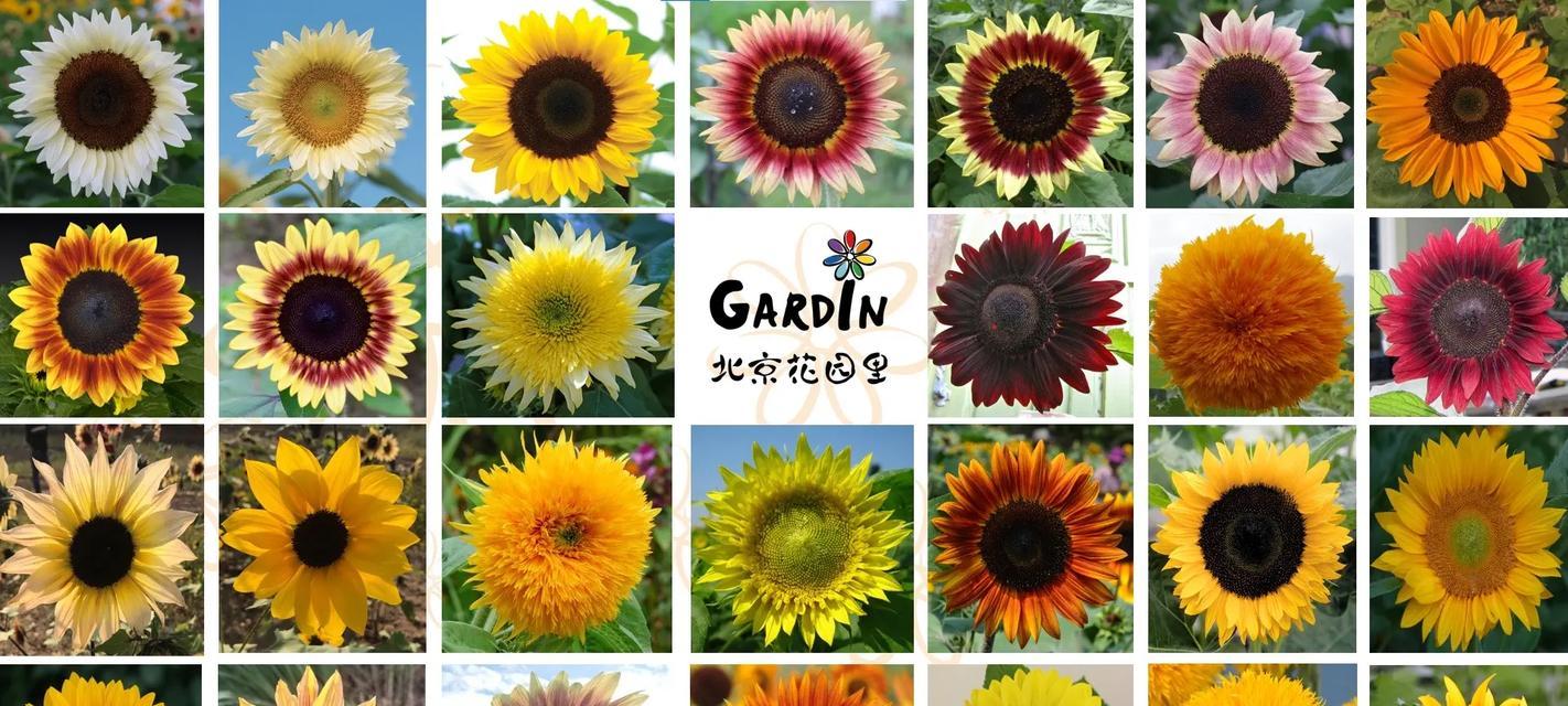 向日葵种植指南（观赏向日葵，轻松入手，快乐收获）