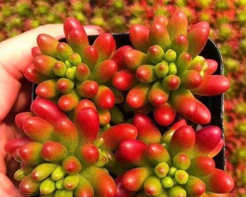 《以虹之玉，变锦为主题》（华彩绽放，锦绣流转）