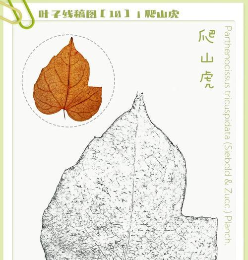 爬山虎叶子为何会发黑？（揭开爬山虎叶子发黑的奥秘）