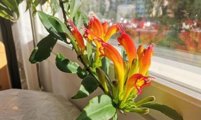 冬季口红养护大揭秘（教你如何让口红在寒冷的冬季里保持光彩照人）