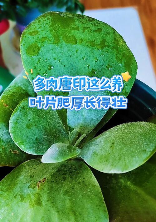 多肉唐印的杆子如何锯断？（掌握关键技巧，轻松完成多肉唐印修剪）