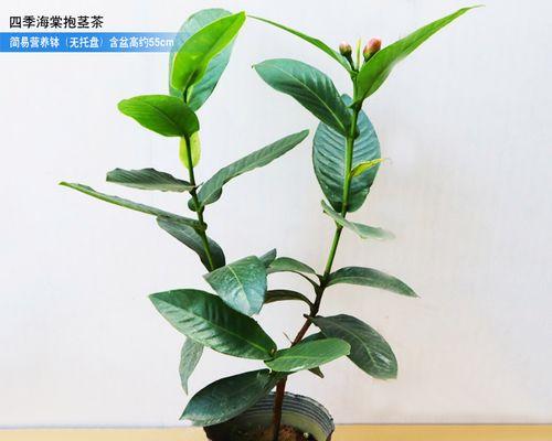 四季海棠茎腐烂的原因及防治方法（了解四季海棠茎腐烂的关键因素，有效预防和治疗）