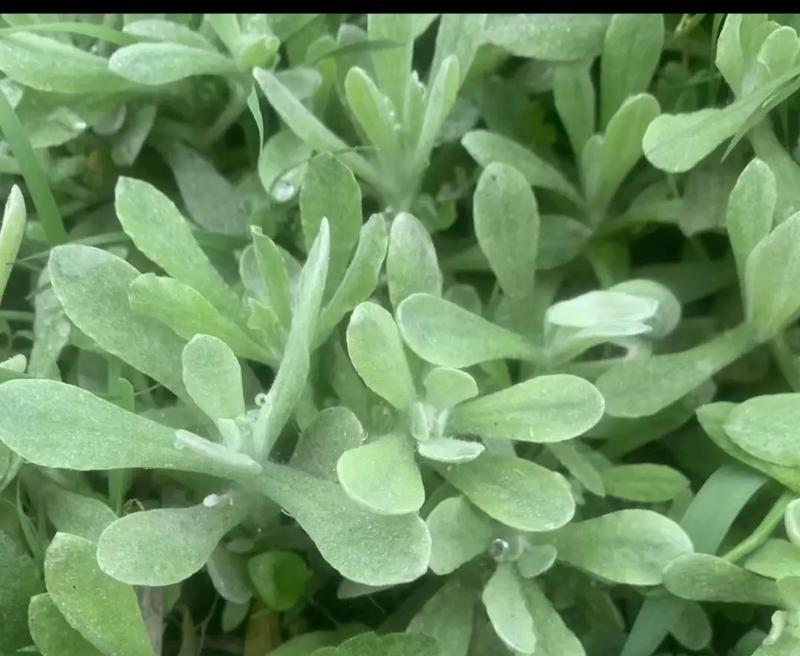 了解清明菜——一道富含文化底蕴的传统美食（传承千年的清明菜，用食物感受文化的魅力）