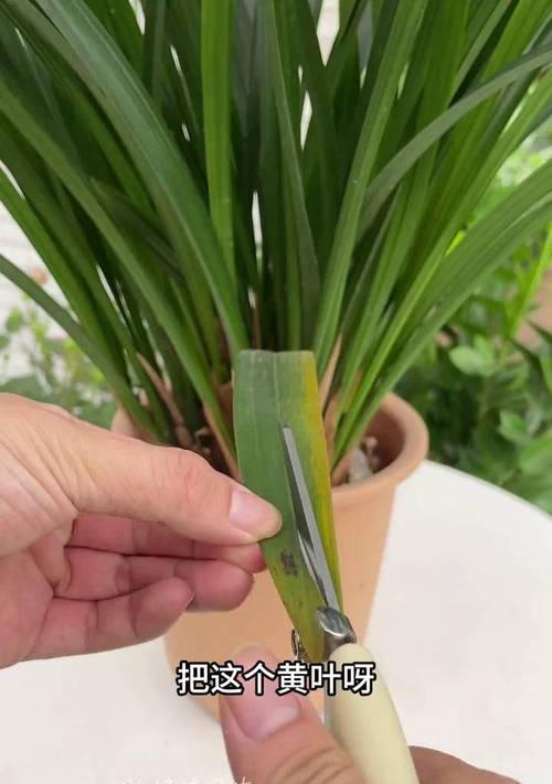 花叶尖干了如何补救（保持适宜湿度是关键）