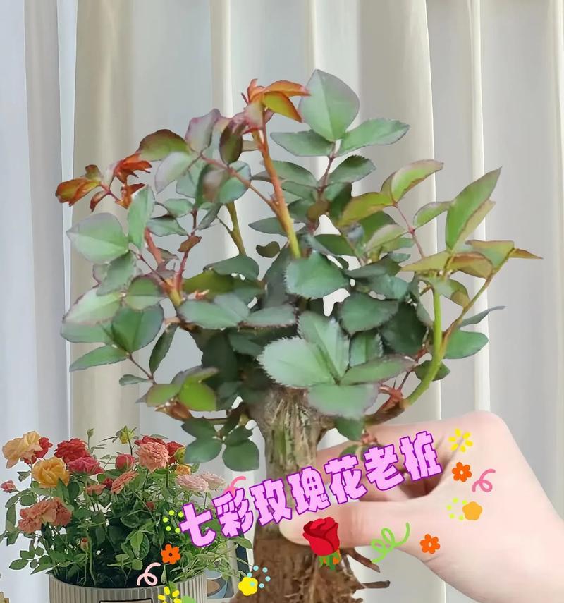 搜索花种植的技巧（探索花卉种植的秘籍，让你成为花草专家）