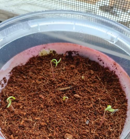 以波斯菊发芽摘心（全面了解如何正确摘心波斯菊，让你的花园焕发生机）