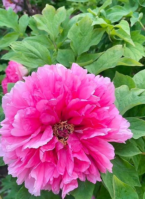 牡丹花的开花季节（了解牡丹花开花的时间和特点）