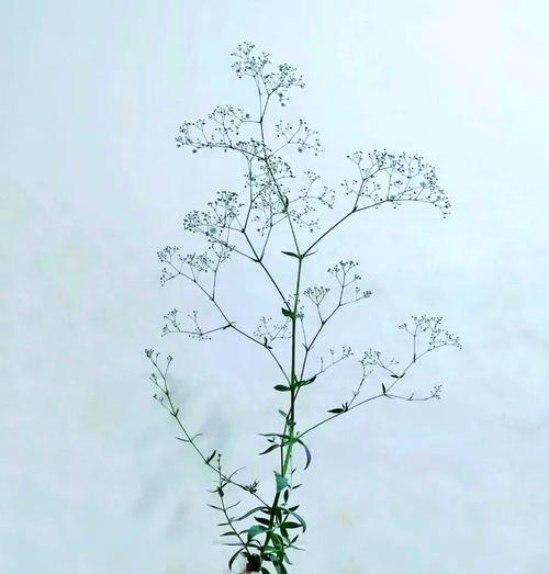 满天星叶子干枯修剪指南（如何修剪满天星叶子干枯的技巧与注意事项）